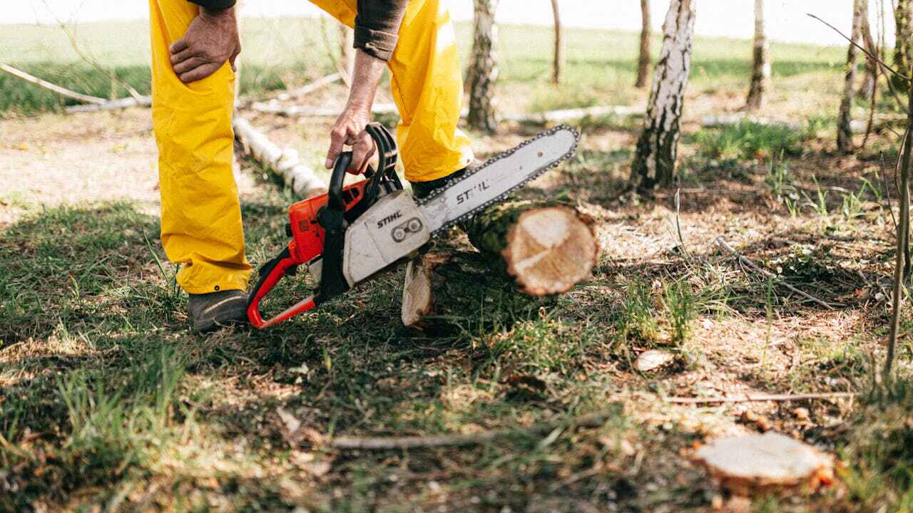 Tree Root Removal in Red Lake, MN